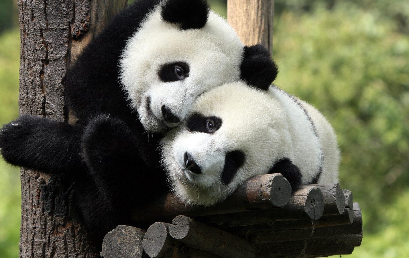 Pandas