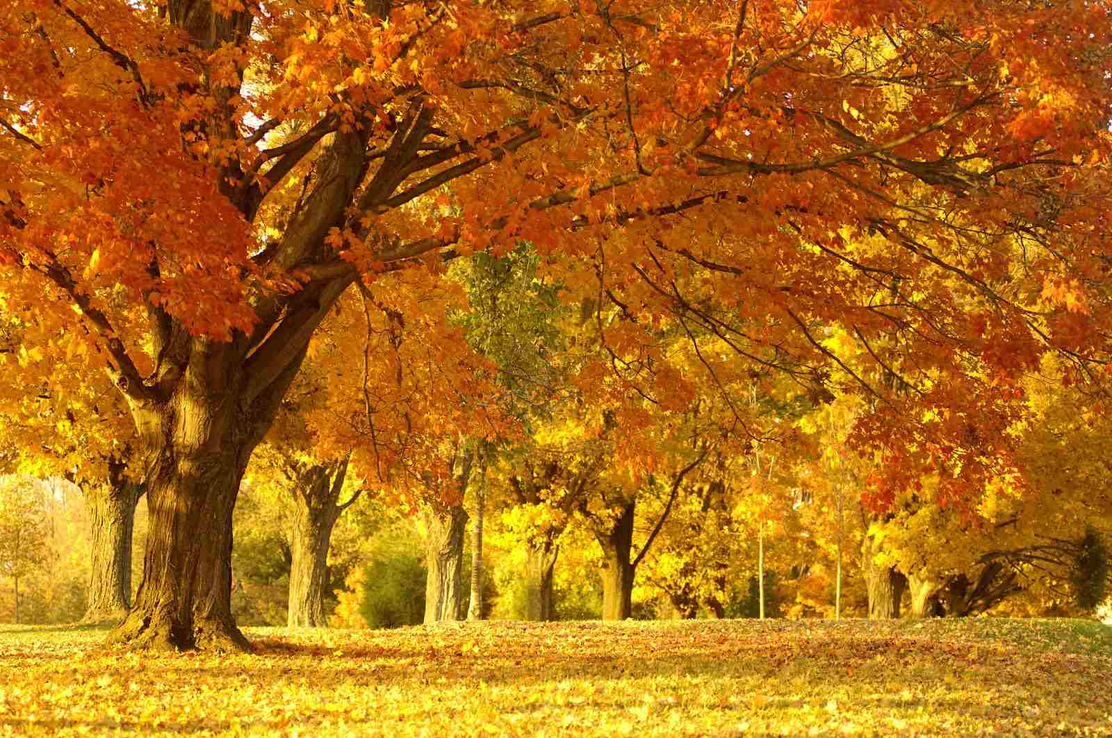 Oak Trees in Autumn